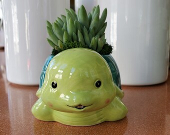 Turtle Planter with Live Succulent, 5.5" Blue Green Ceramic Tortoise Pot with Sedeveria Harry Butterfield plant