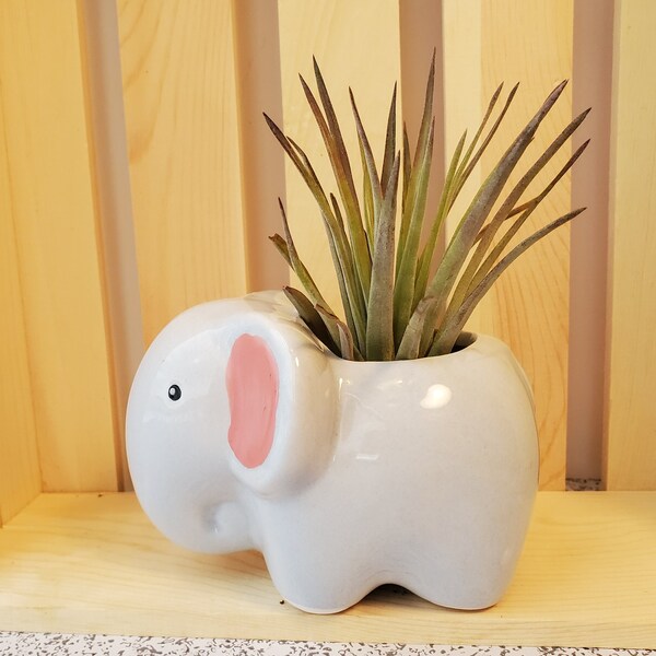 Air Plant in Elephant Pot, 4" grey glazed ceramic, Live Airplant, Emmy the Elephant animal planter