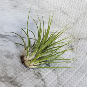 Air Plant, Tillandsia Ionantha, medium size airplant, 4-5 inches, Ionantha air plant, live plant, houseplant, easy care plant image 5