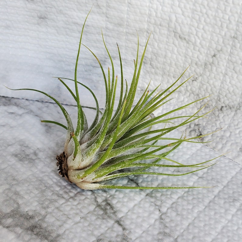 Planta de aire, Tillandsia Ionantha, planta de aire de tamaño mediano, 4-5 pulgadas, planta de aire de Ionantha, planta viva, planta de interior, planta de fácil cuidado imagen 5