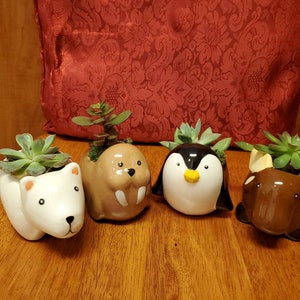 Succulent in Animal Planter, Gift, polar bear walrus penguin moose