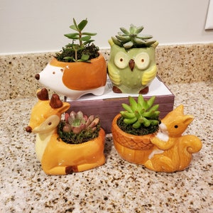 Woodland Animal Planters with Succulents, Squirrel, Deer, Hedgehog Pot, Owl Planter, Succulent Gift for Plant Lovers, Succulent Planter