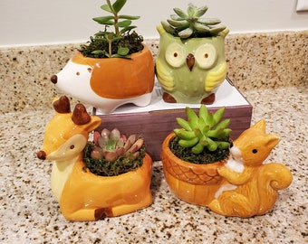 Woodland Animal Planters with Succulents, Squirrel, Deer, Hedgehog Pot, Owl Planter, Succulent Gift for Plant Lovers, Succulent Planter