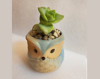 Succulent in Ceramic Owl Planter, Live Crassula 'String of Buttons' Plant, 2.5" Animal Pot