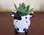 Cow Planter with Succulent, Potted Succulents, Succulent Gift, Echeveria Agavoides, Farm Animal Planter, Succulent Pot, Cow Figurine