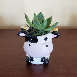 Cow Planter with Succulent, Potted Succulents, Succulent Gift, Echeveria Agavoides, Farm Animal Planter, Succulent Pot, Cow Figurine