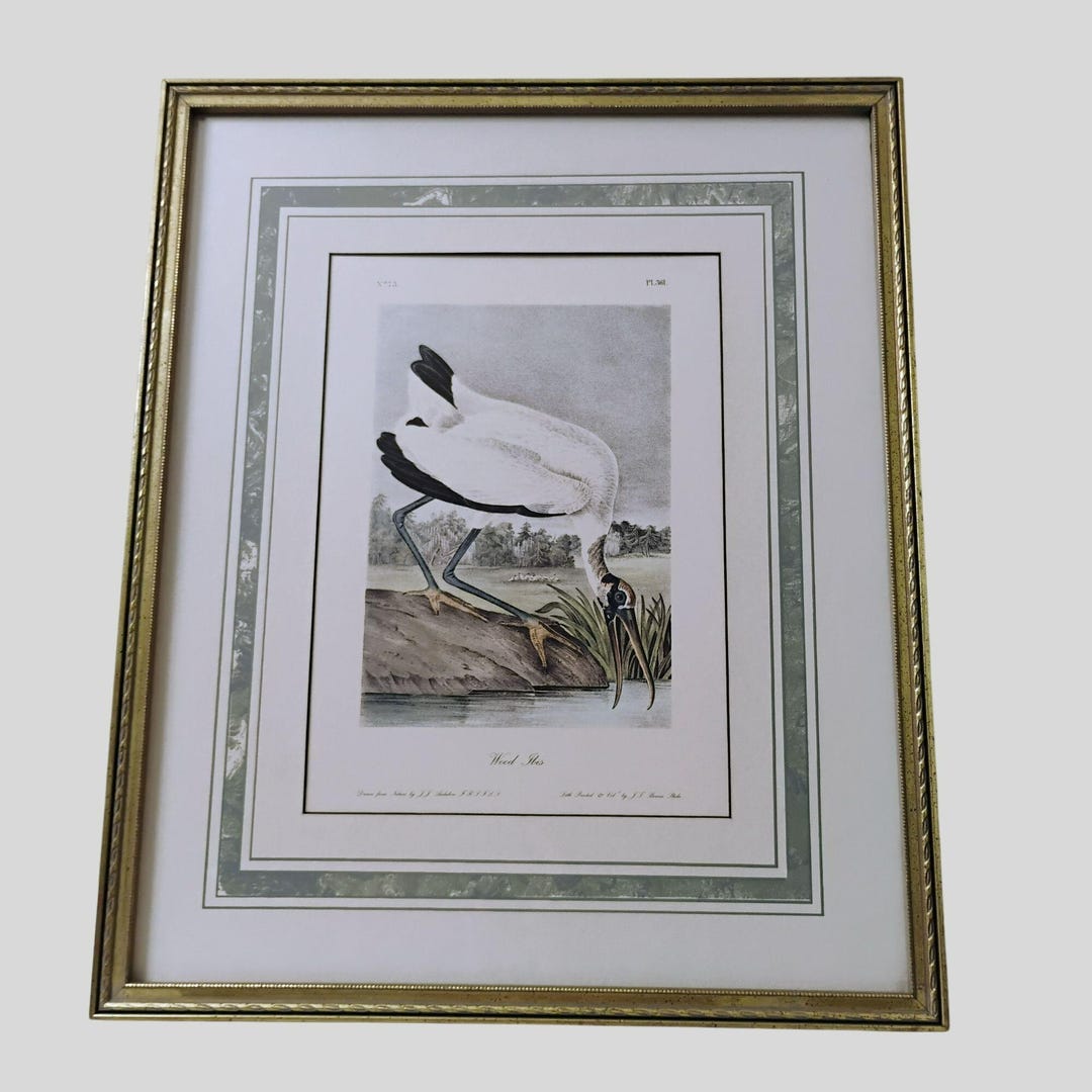 Framed Audubon Print 