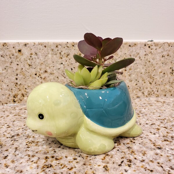 Outdoor Turtle Planter Etsy