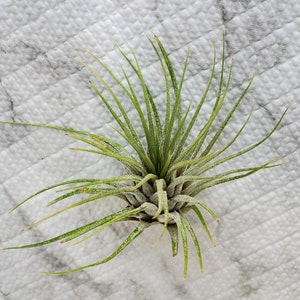 Air Plant, Tillandsia Ionantha, medium size airplant, 4-5 inches, Ionantha air plant, live plant, houseplant, easy care plant image 2
