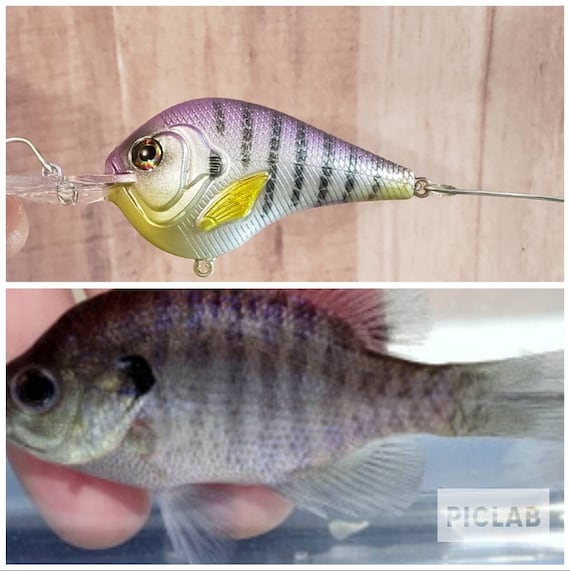 Baby Bluegill Custom Painted Crankbait. Bass Fishing, Custom Fishing Lures.  Gifts for Him 