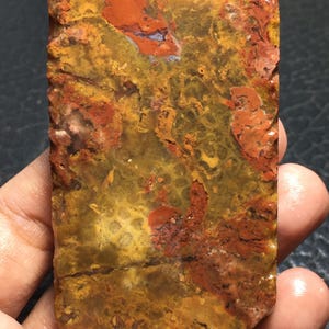 Jaspis Korallen Fossil unpolierte Scheibe 70x44x9 mm