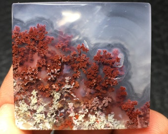 May include: A square piece of agate with a white background and red dendritic patterns. The agate is translucent and has a smooth, polished surface.