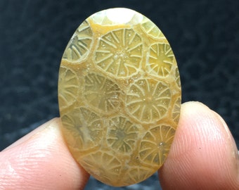 Beautiful Yellow Coral Fossil Cabochon 26x18x5 mm