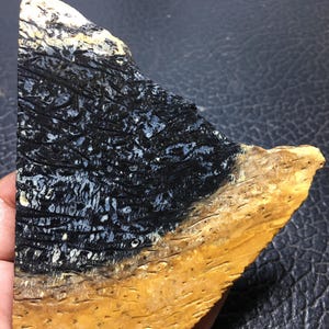 Bicolor Petrified Palm Wood Unpolished Slab 98x88x7 mm