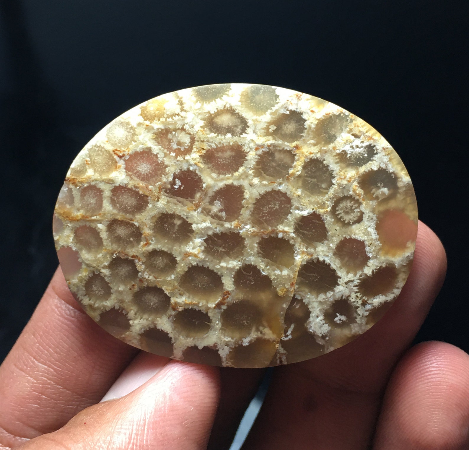 Coral Fossil Cabochon 45 x 35 x 5 mm Etsy