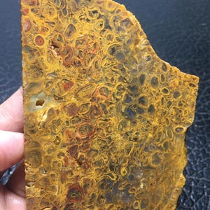 Petrified Root Unpolished Slab 89x67x8 mm