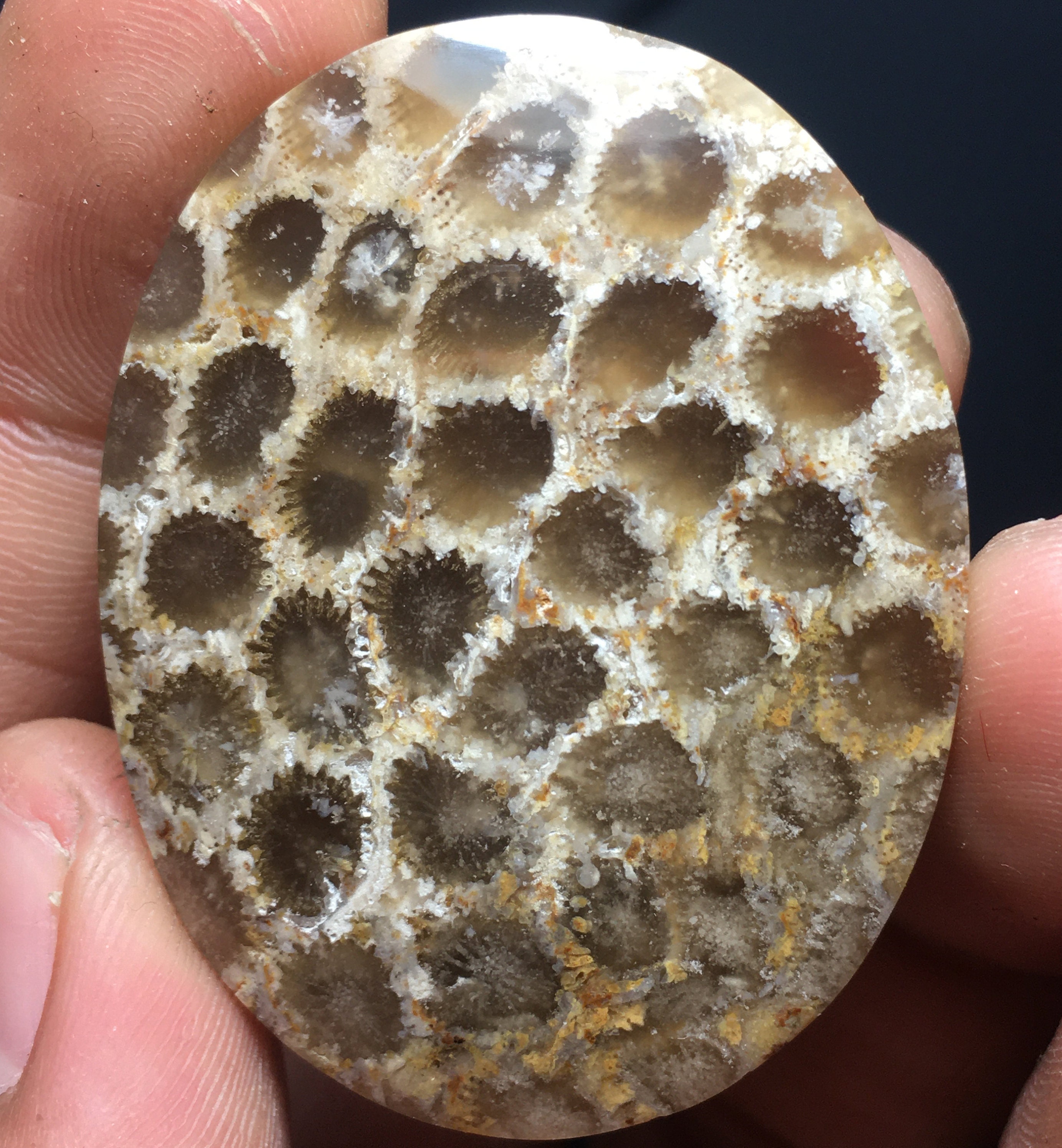 Coral Fossil Cabochon Etsy