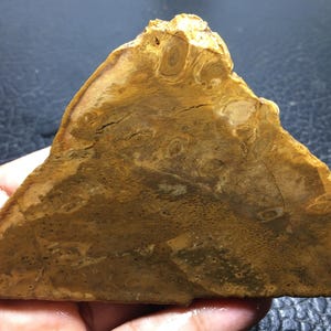 Petrified Palm Wood Unpolished Slab 107x71x9 mm