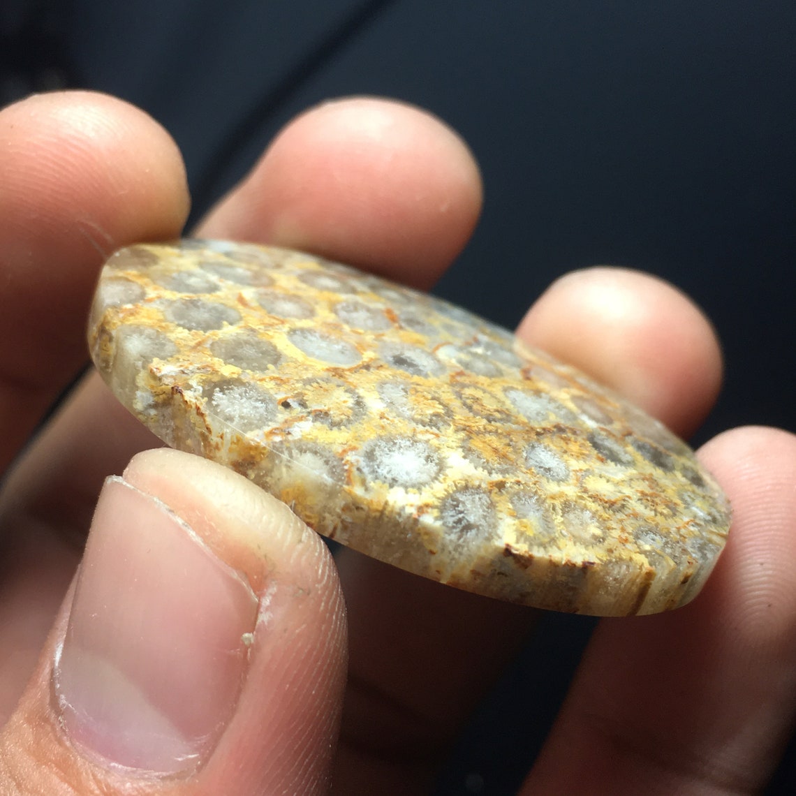 Coral Fossil Cabochon 43 x 33 x 7 mm Etsy