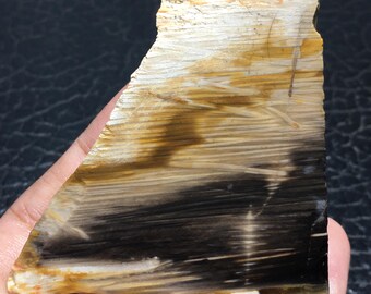 研磨されたヤシの木の化石化した木片 - インドネシア産中新世の化石 