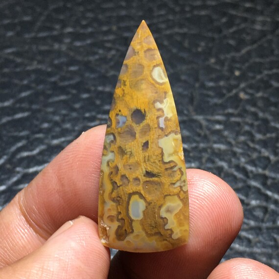 化石化したヤシの木の化石カボション 39x15x5 mm - Etsy 日本