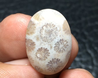 Cabochon fossile de corail blanc, dimension 21 x 15 x 5 mm