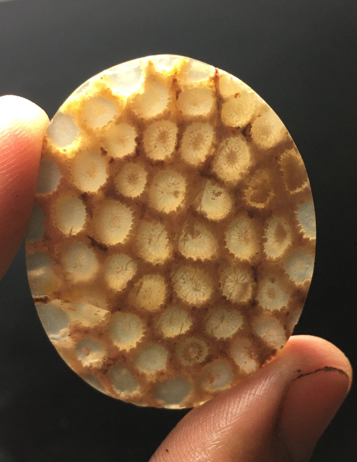 Coral Fossil Cabochon 45 x 35 x 5 mm Etsy