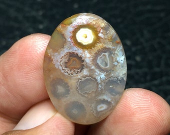 Cabochon fossile de corail agatisé, dimension 27 x 20 x 6 mm