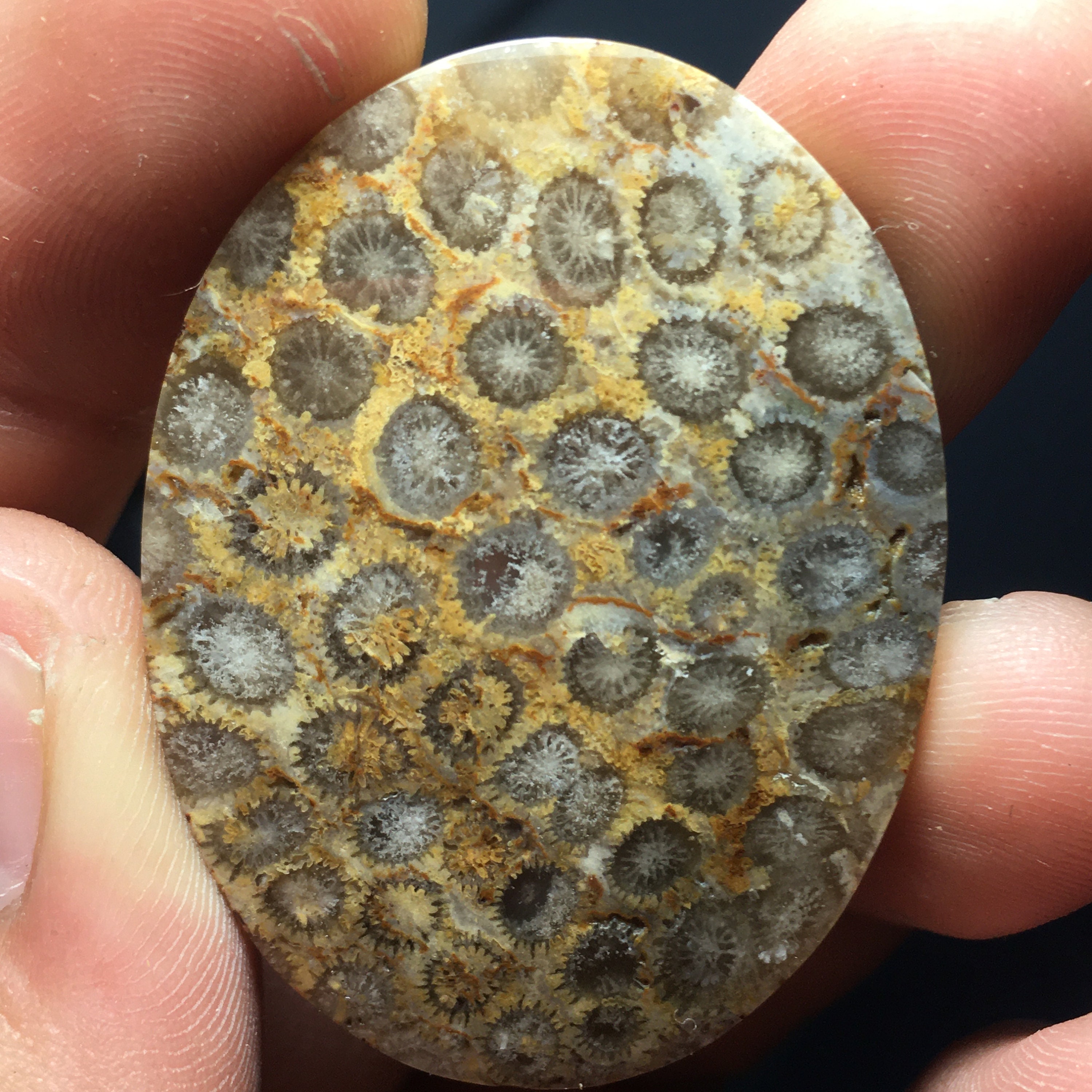Coral Fossil Cabochon 43 x 33 x 7 mm Etsy