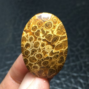 Unique Orbicular Petrified Palm Root Cabochon 27x19x6 mm