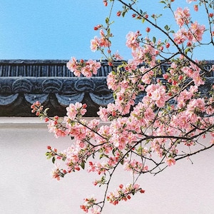 May include: A branch of pink cherry blossoms with small red buds against a white wall and a blue sky. The blossoms are in full bloom, with delicate petals. The wall has a dark gray tiled roof.