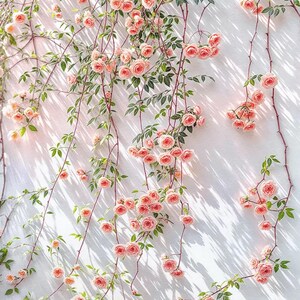 May include: A white wall adorned with climbing rose vines. The vines feature green leaves and clusters of soft pink roses. The image is well-lit, with shadows cast across the wall, creating a visually appealing floral display.