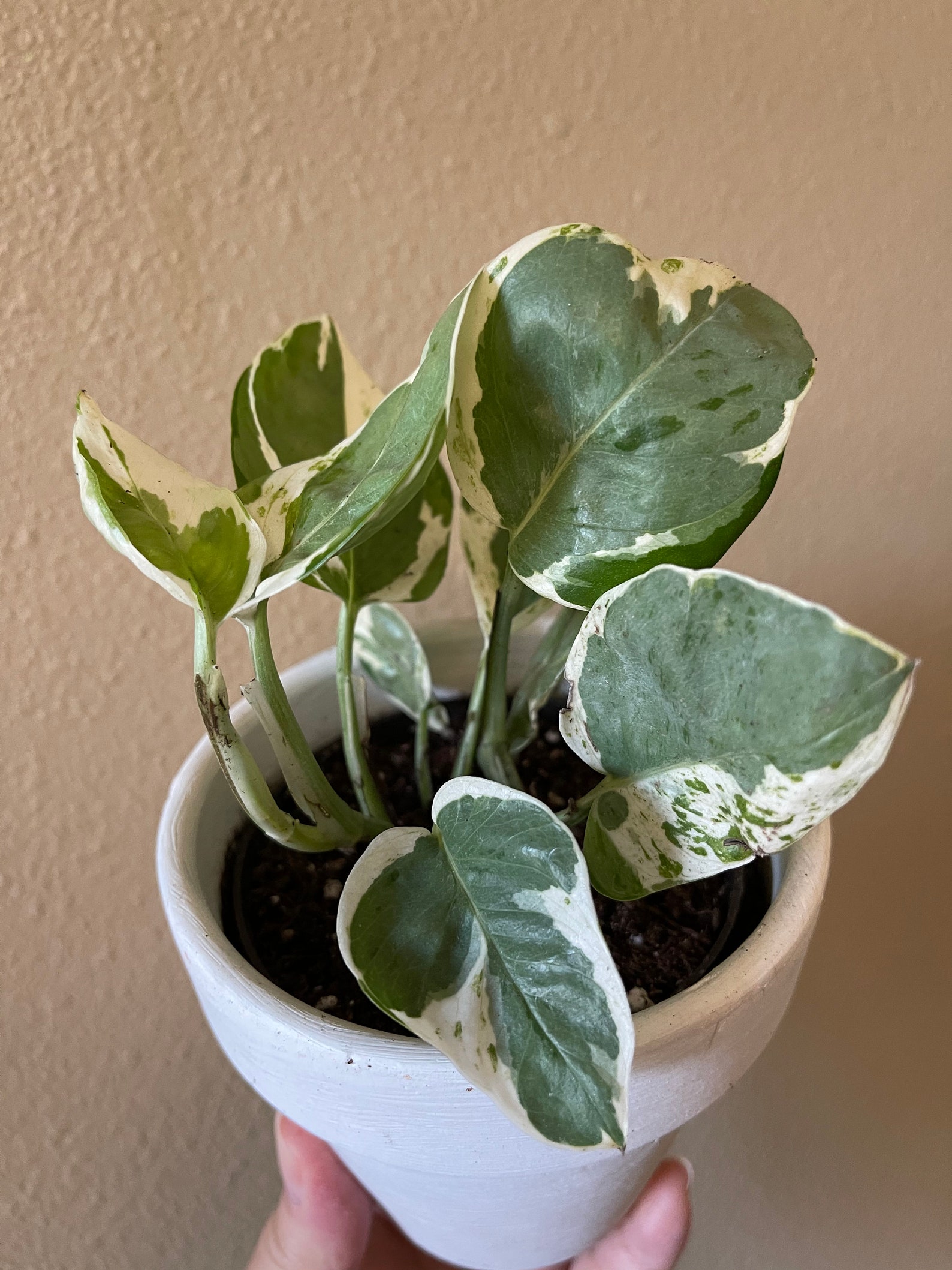 Mesmerizing Tapestry Of Jade And Pearls: An Enchanting Pothos