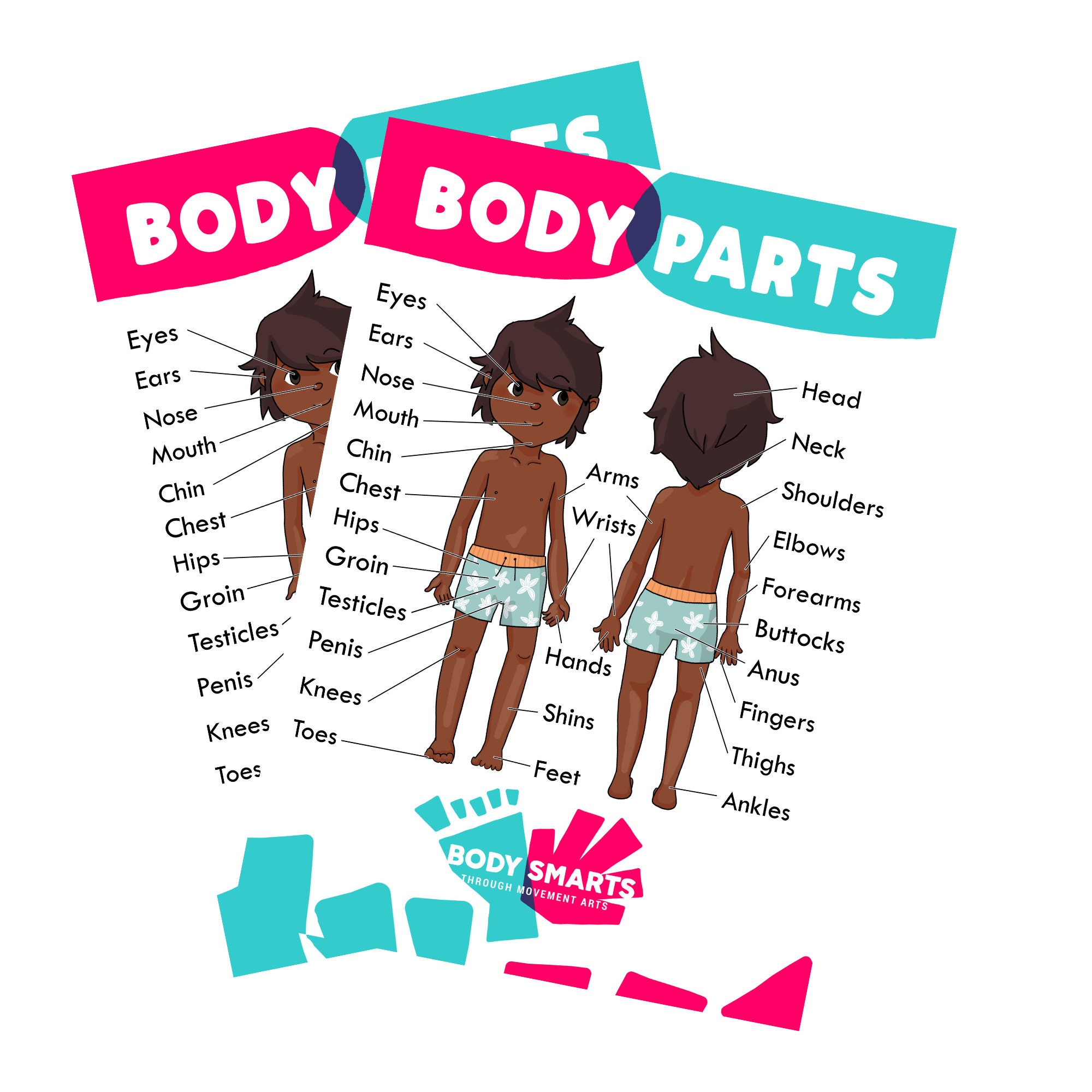 Body Parts / Anatomy / Sex Ed / Private Parts Poster / Printables male, Double Side Etsy UK