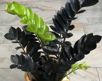 Variegated Zz Plant Etsy