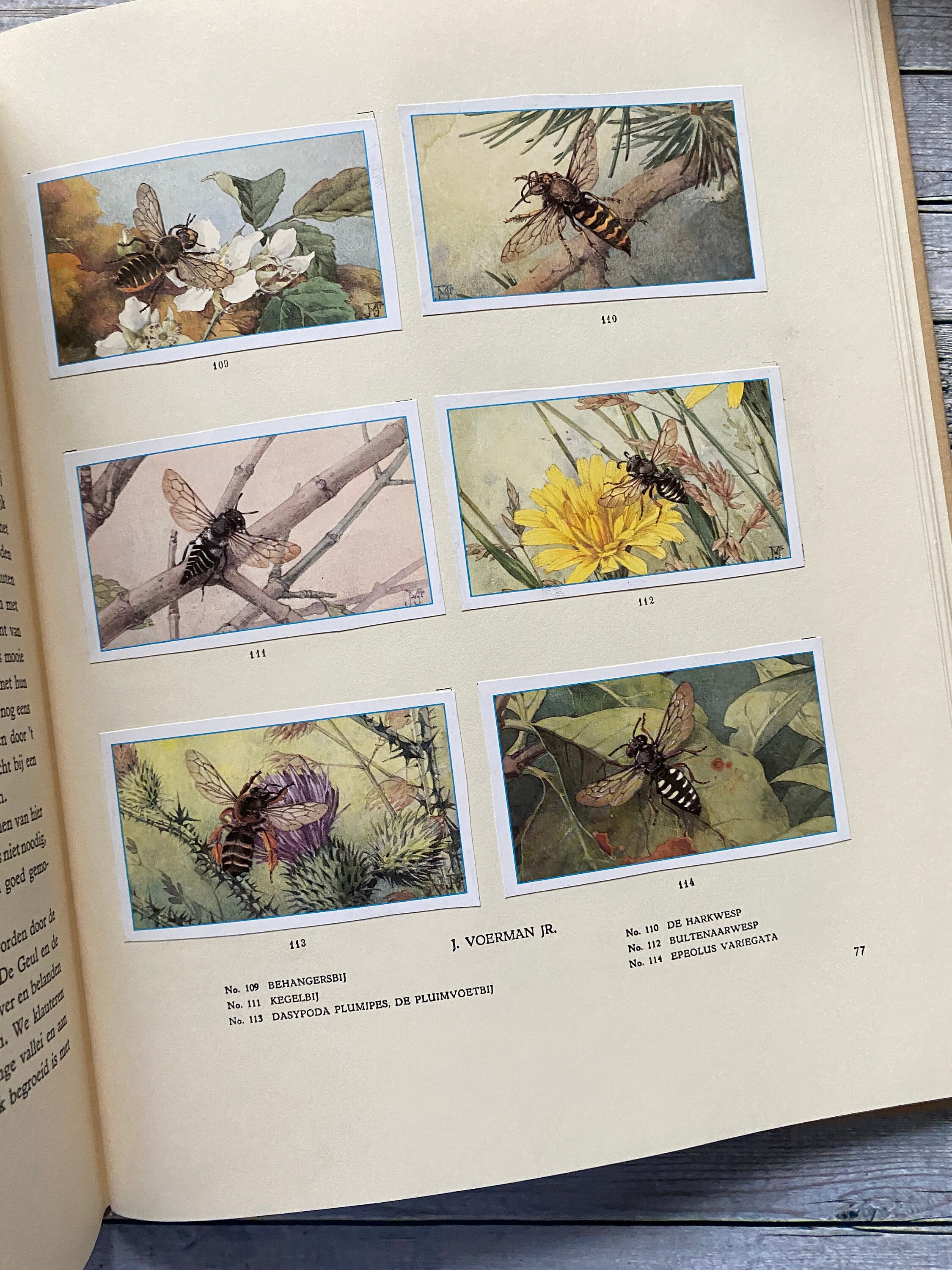 Texel Vintage Verkade Album Dutch Illustrations, Vintage