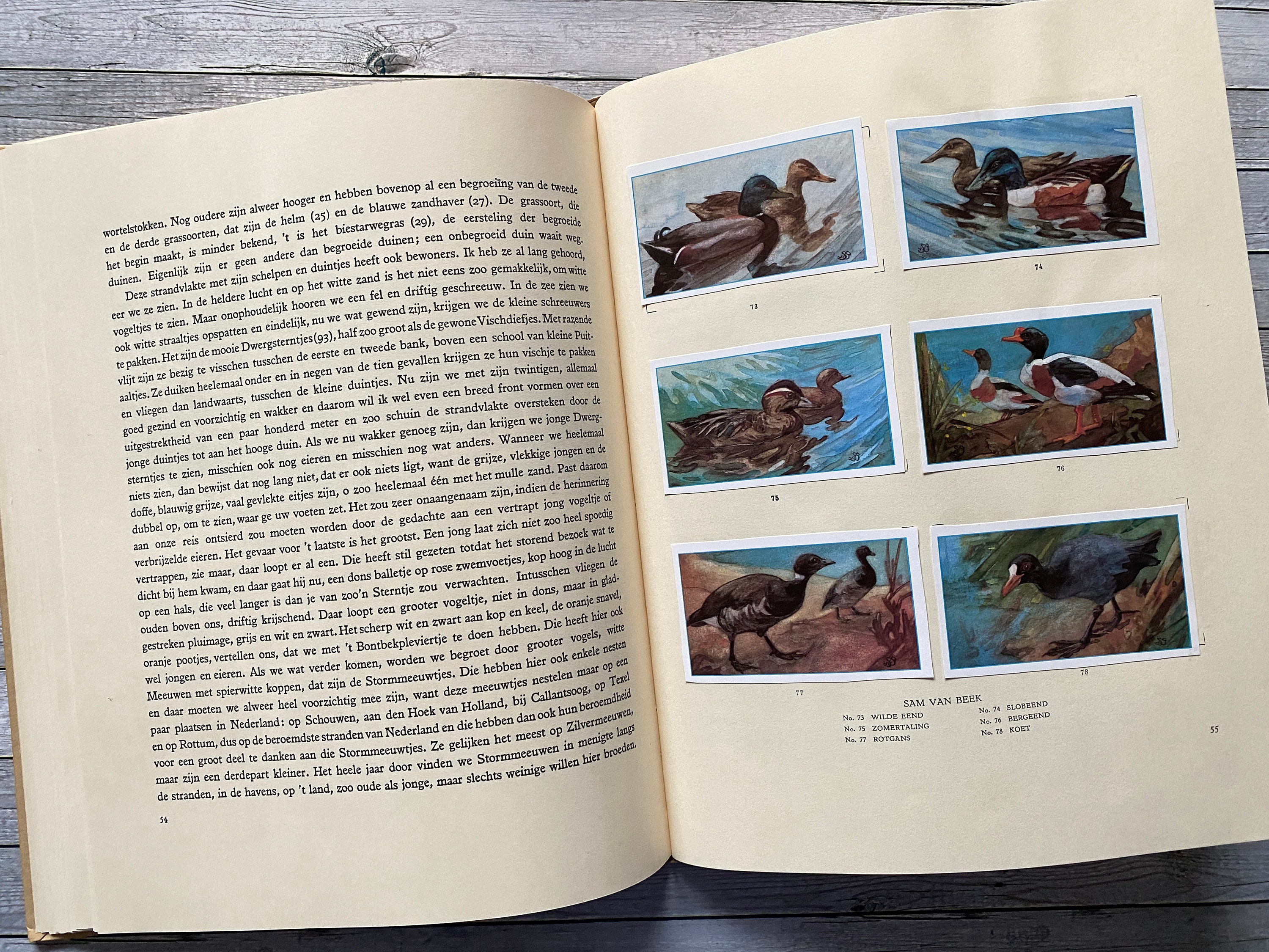 Texel Vintage Verkade Album Dutch Illustrations, Vintage