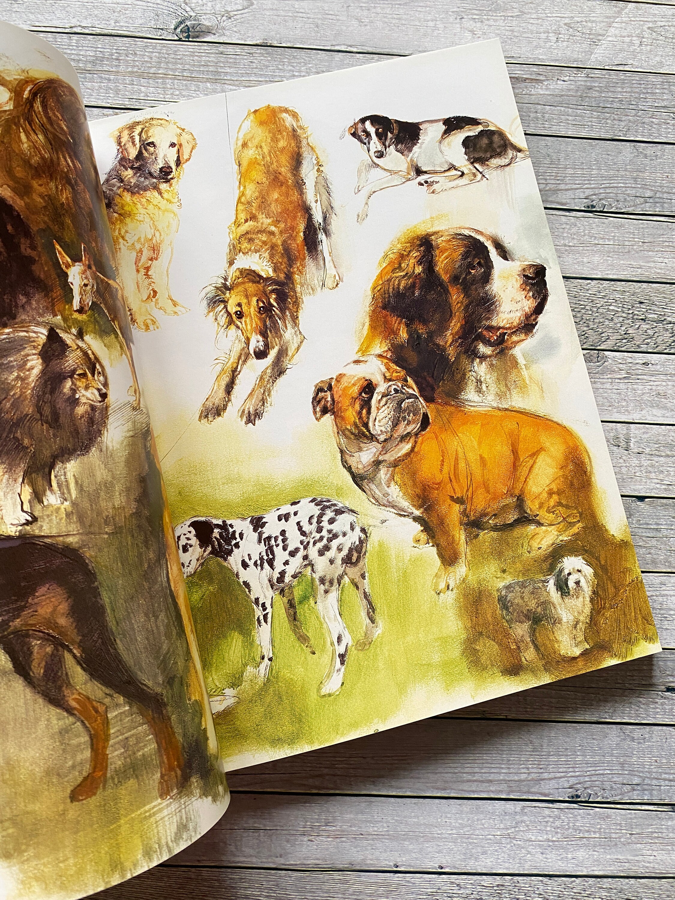 Rien Poortvliet Dog Book: Dutch Language, Delightful Images. Braaf