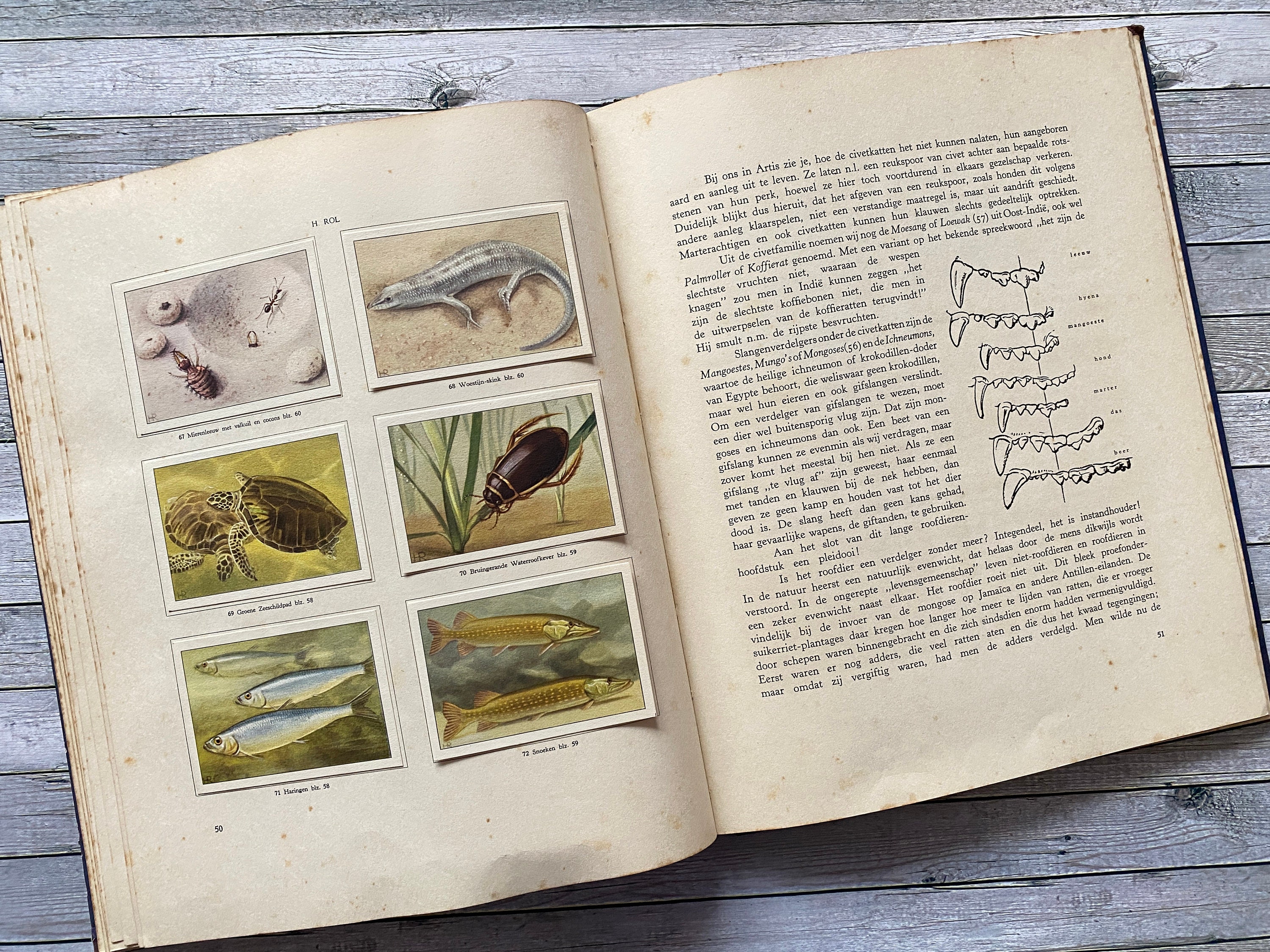 Animal Life in Artis, Dutch, Verkade, Album, Picturebook