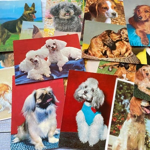 8 cartoline d'epoca olandesi con cani e cuccioli, anni '70, cartoline d'epoca, animali, prodotti reali, animali domestici, pastori