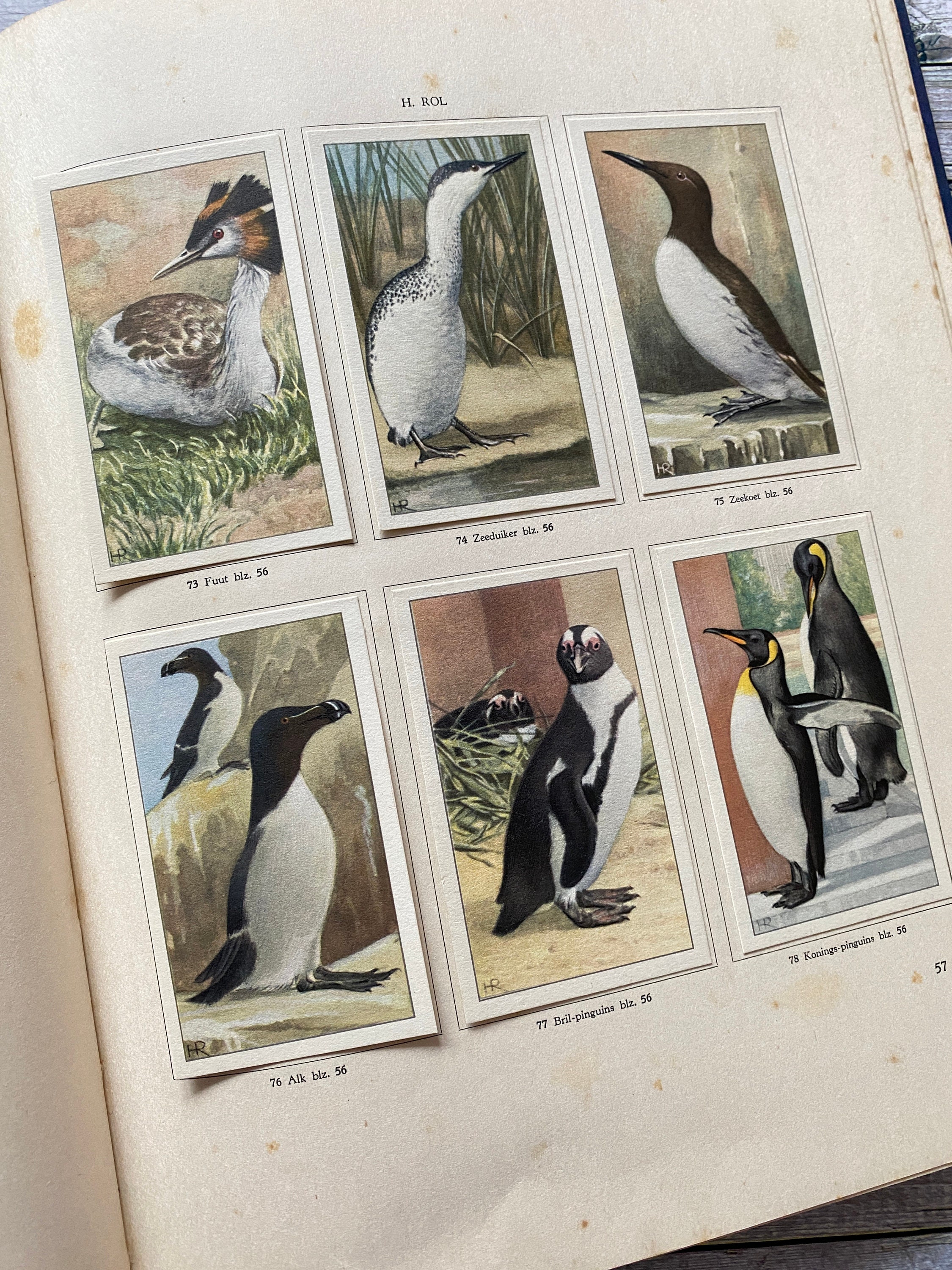 Animal Life in Artis, Dutch, Verkade, Album, Picturebook