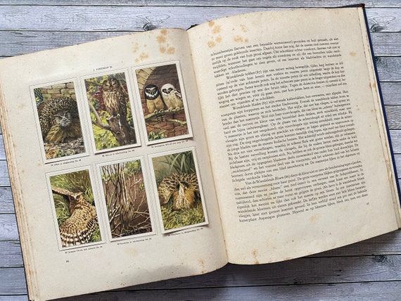 1939 Animal Life in Artis Zoo Dutch Verkade Album