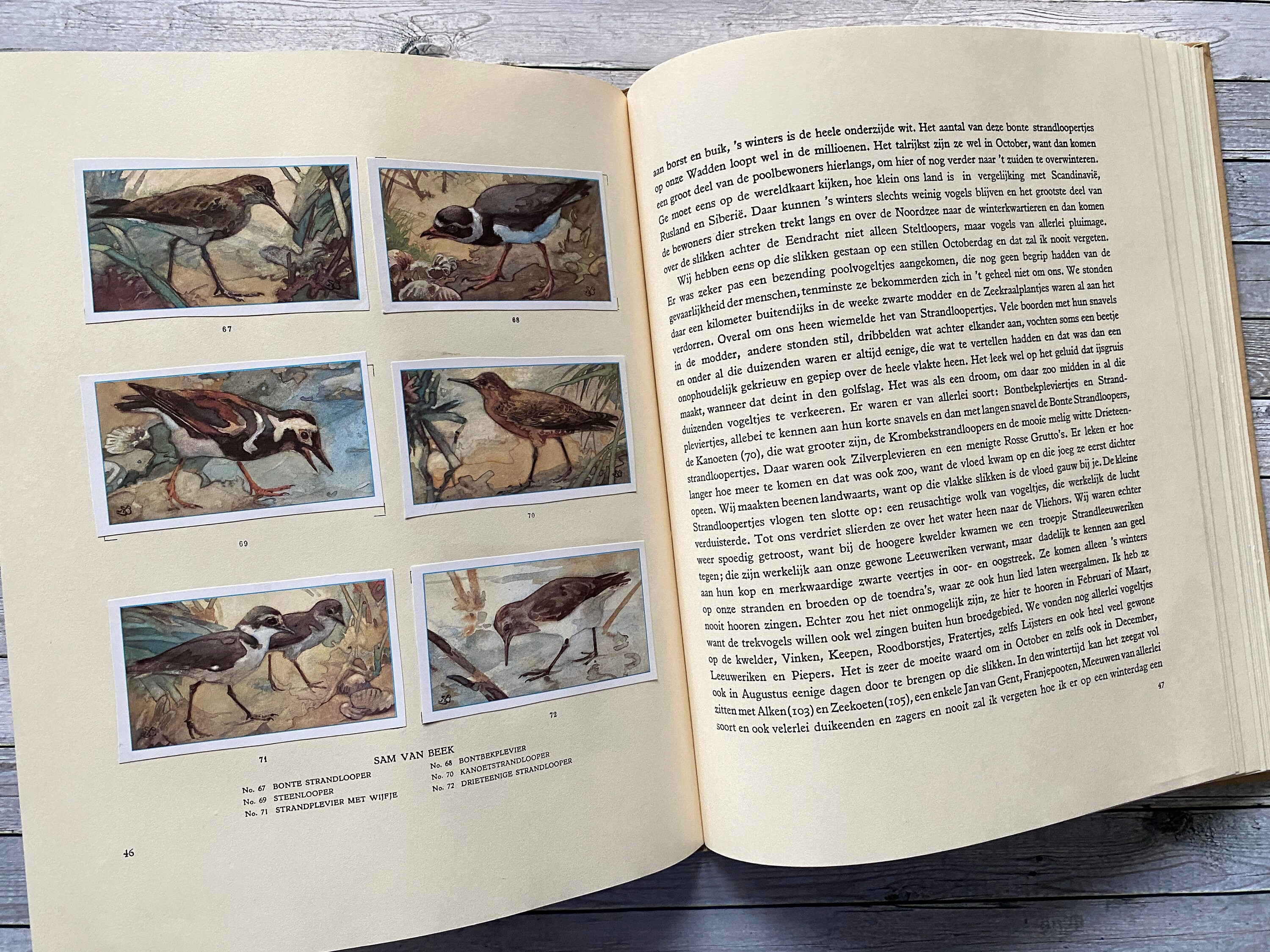 Texel Vintage Verkade Album Dutch Illustrations, Vintage