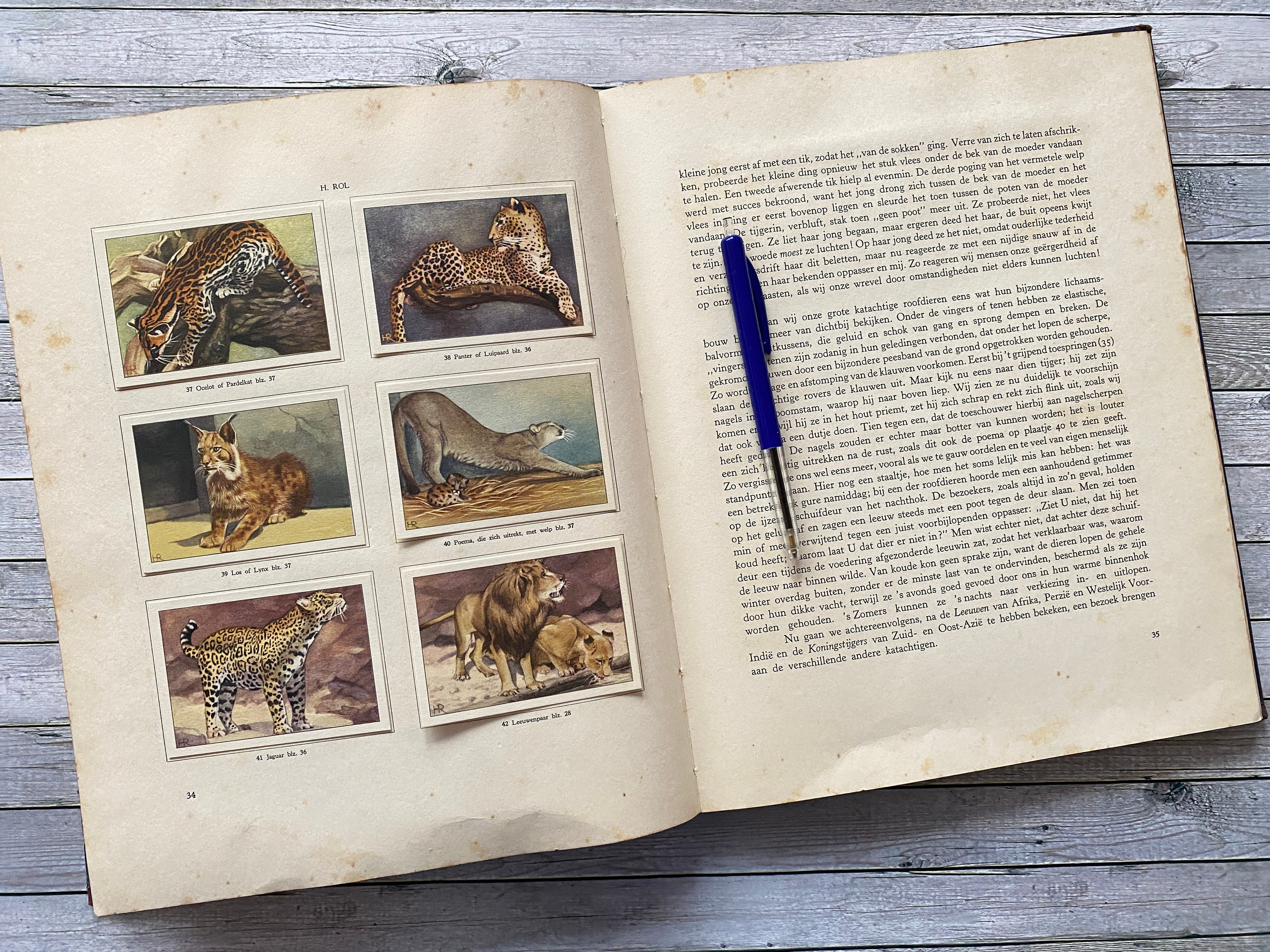 Antique 1939 VERKADE Album Animal Life in 