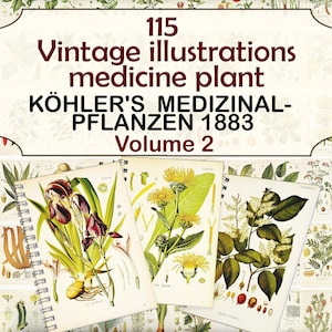 Ilustraciones de plantas medicinales vintage, páginas botánicas, plantas herbarias, Plantas medicinales de Köhler-2