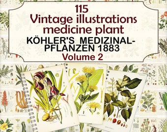 Vintage Medicinal Plant illustrations,botanical pages,herbal plant,Köhler's Medicinal Plants-2
