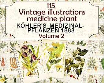 Ilustrações vintage de plantas medicinais, páginas botânicas, plantas herbáceas, Plantas Medicinais de Köhler-2