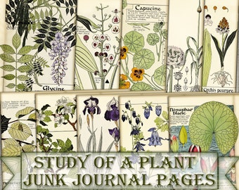 Vintage Botanical junk journal Pages,picture collage Study of a plant