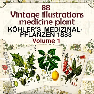 Ilustraciones de plantas medicinales vintage, páginas botánicas, plantas herbarias, Plantas medicinales de Köhler-1