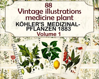 Vintage Medicinal Plant illustrations,botanical pages,herbal plant,Köhler's Medicinal Plants-1